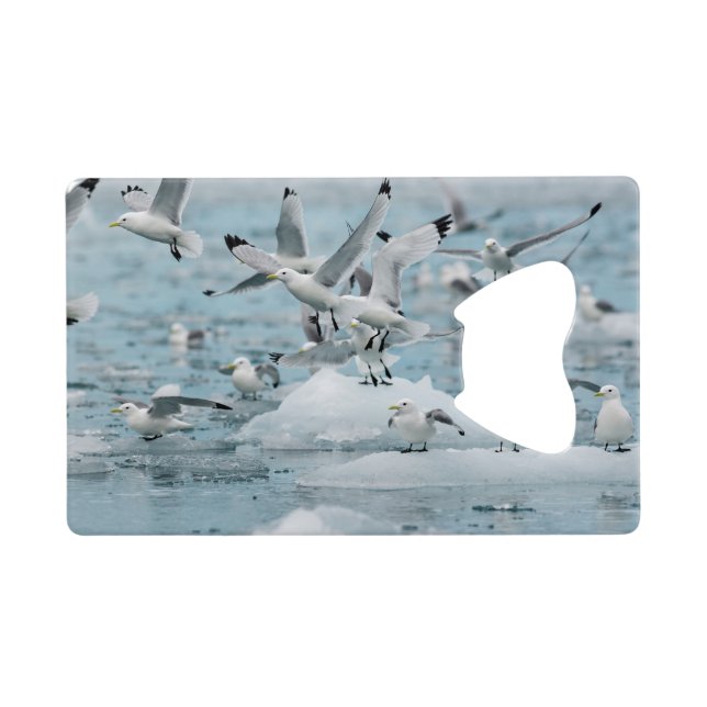 Kittiwakes volant (Dos Horizontal)