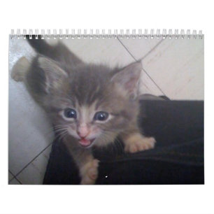 kittty Kalender