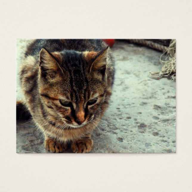 Kitty (Vorderseite)
