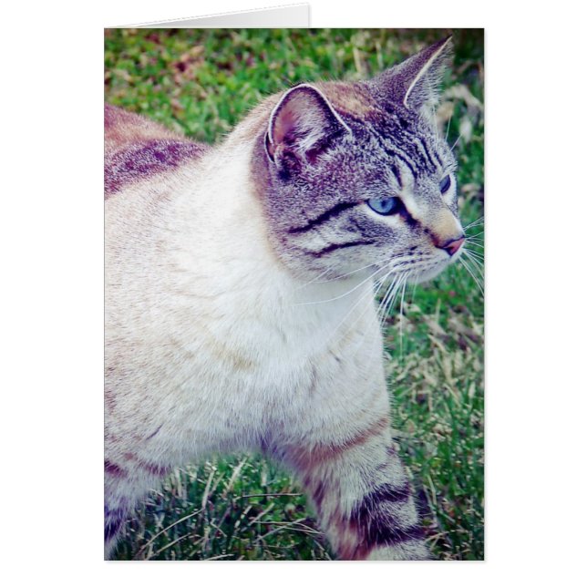 Kitty All Occasion Card (Devant)