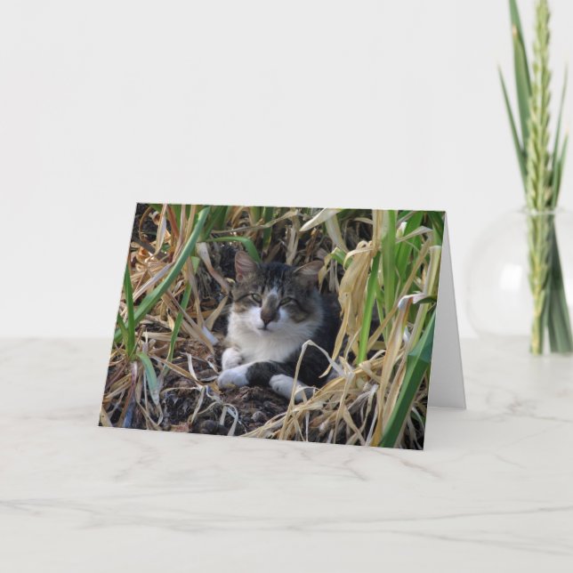 Kitty Birthday wünschcard Karte (Vorderseite)