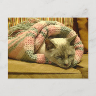 Kitty Burrito Postkarte