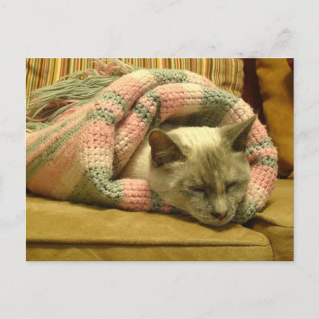 Kitty Burrito Postkarte (Vorderseite)