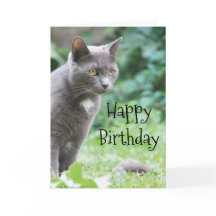 Kitty Cat Card