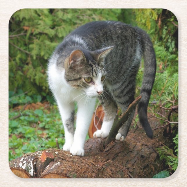 Kitty - Cat - Drink Untersetzer (Vorderseite)