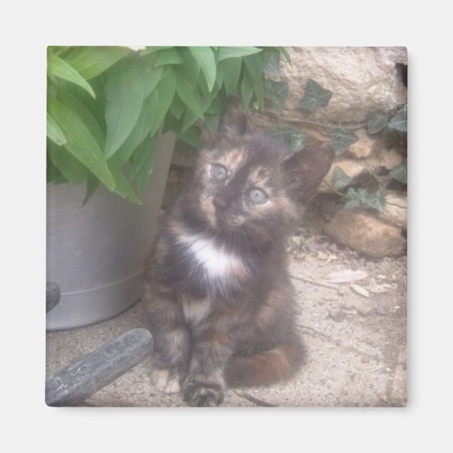 Kitty Cat Kühlschrankmagnet (Vorne)