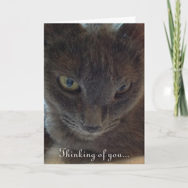 Kitty Cat Obtenez une carte de voeux (Devant)