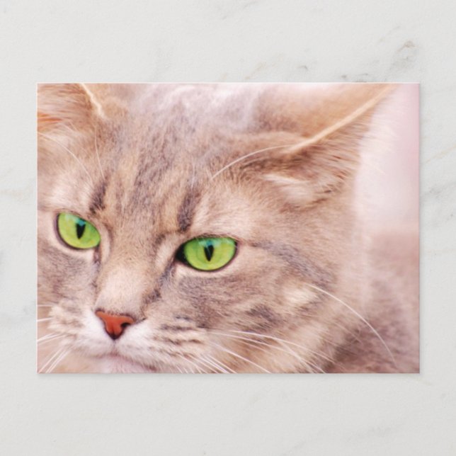 Kitty Cat Postkarte (Vorderseite)