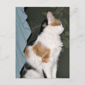 Kitty Cat warten Postkarte