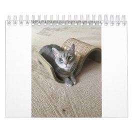 Kitty Cats Kalender