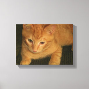 Kitty Foto auf Leinwand