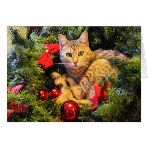 Kitty im Weihnachtsbaum