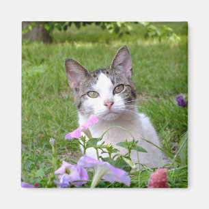 Kitty in der Blume Magnet
