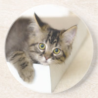 Kitty in einem Box-Untersetzer