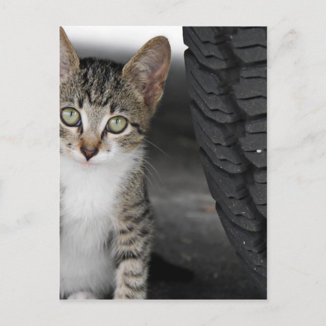 Kitty.JPG Postkarte (Vorderseite)