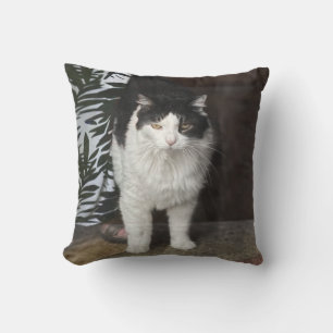Kitty Kissen