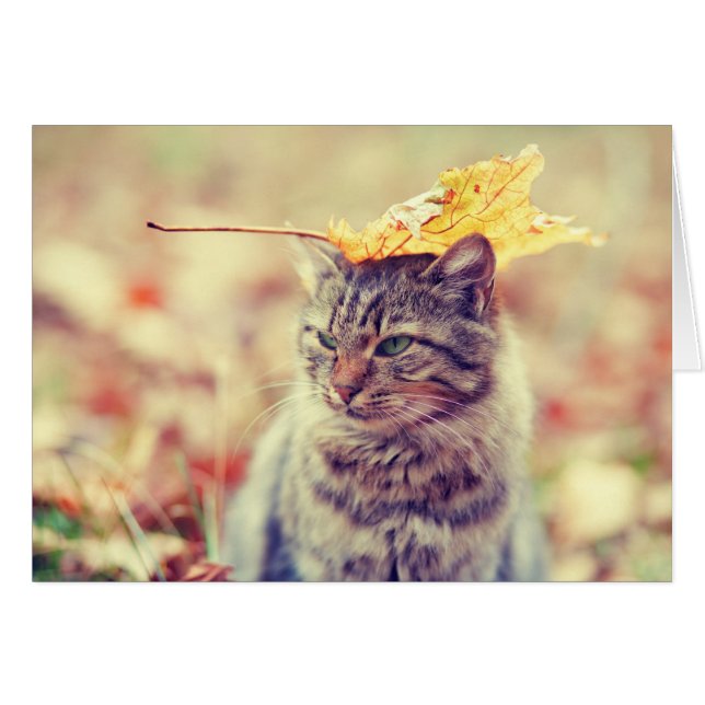 Kitty Leaf Balancing Act (Vorderseite (Horizontal))