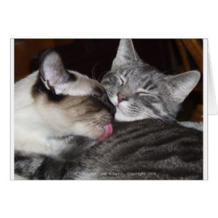 Kitty Love