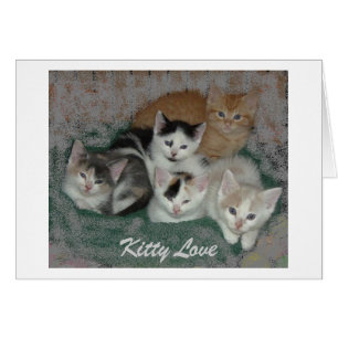 Kitty Love