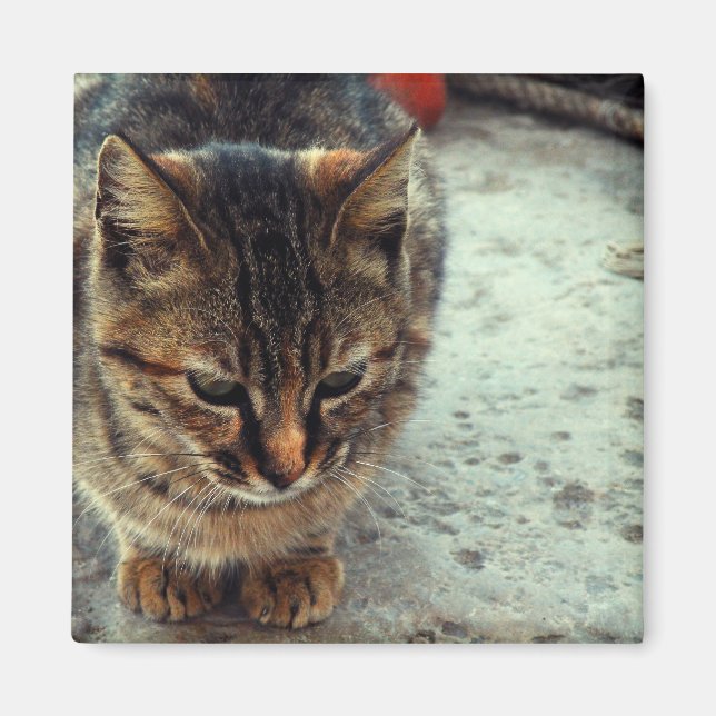 Kitty Magnet (Vorne)