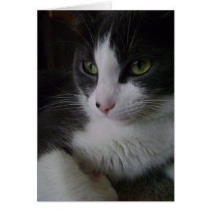 Kitty mignon