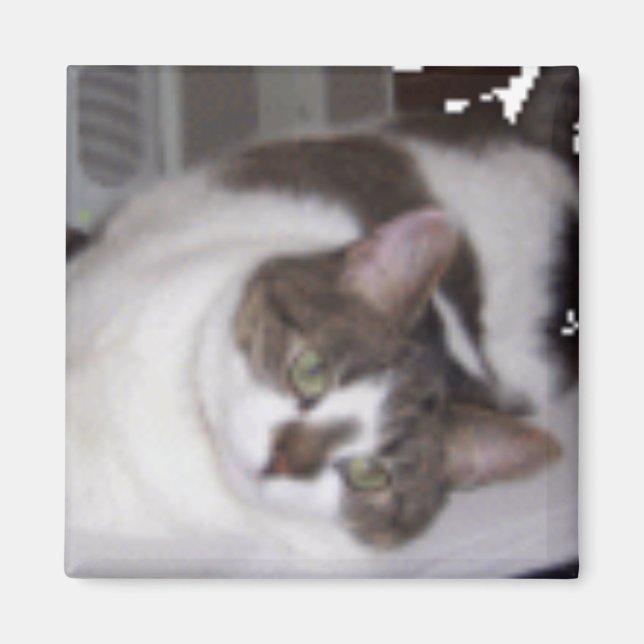 Kitty Paperweight Magnet (Vorne)