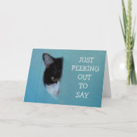 Kitty Poetry wird gut