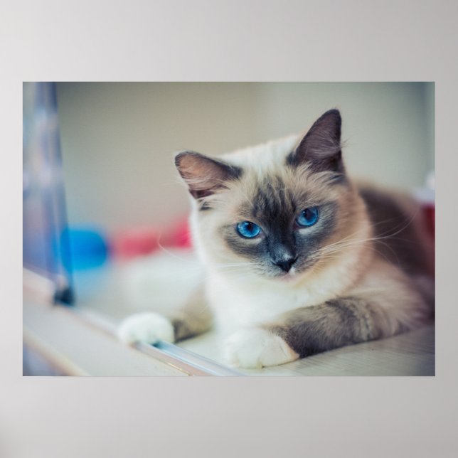 Kitty Poster (Vorne)