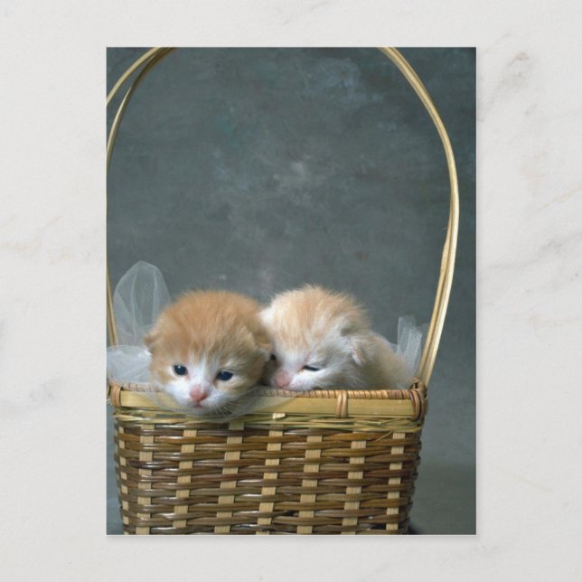 Kitty Postkarte (Vorderseite)