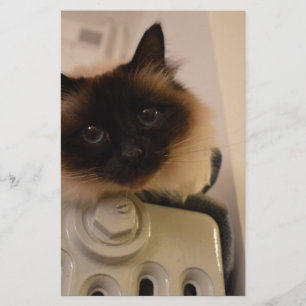 Kitty Siamese Süße Katze Haustier Schnurren Miauen Briefpapier