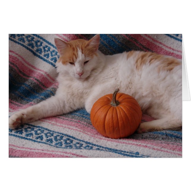 Kitty und Pumpkin (Vorderseite (Horizontal))