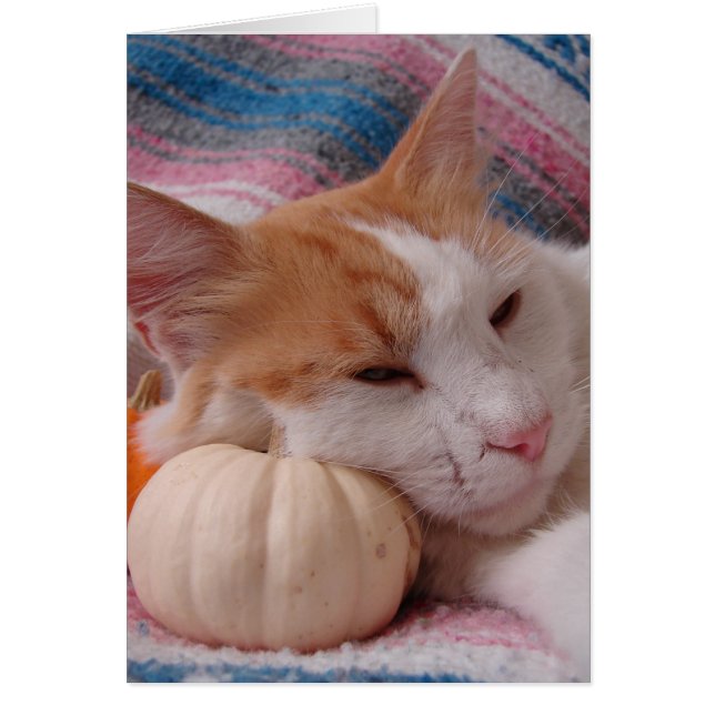 Kitty und Pumpkin (Vorne)