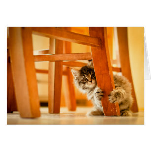 Kitty Under Fleisch