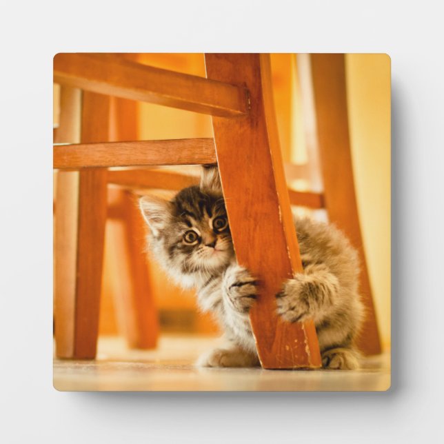 Kitty Under Fleisch Fotoplatte (Vorderseite)