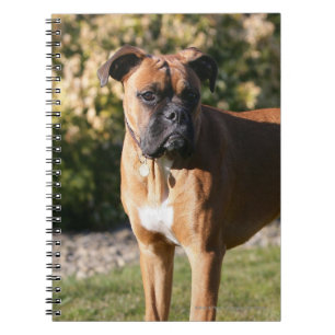 Kitz-Boxer-Hund stehend Notizblock