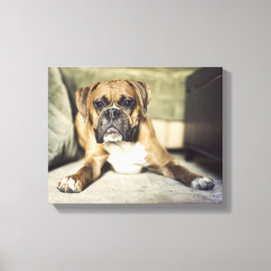 Kitz-Boxer-Welpe Leinwanddruck