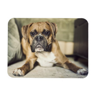 Kitz-Boxer-Welpe Magnet