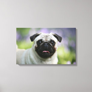 Kitz-Mops auf Alarm Leinwanddruck