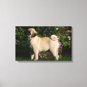 Kitz-Mops-Profil Leinwanddruck