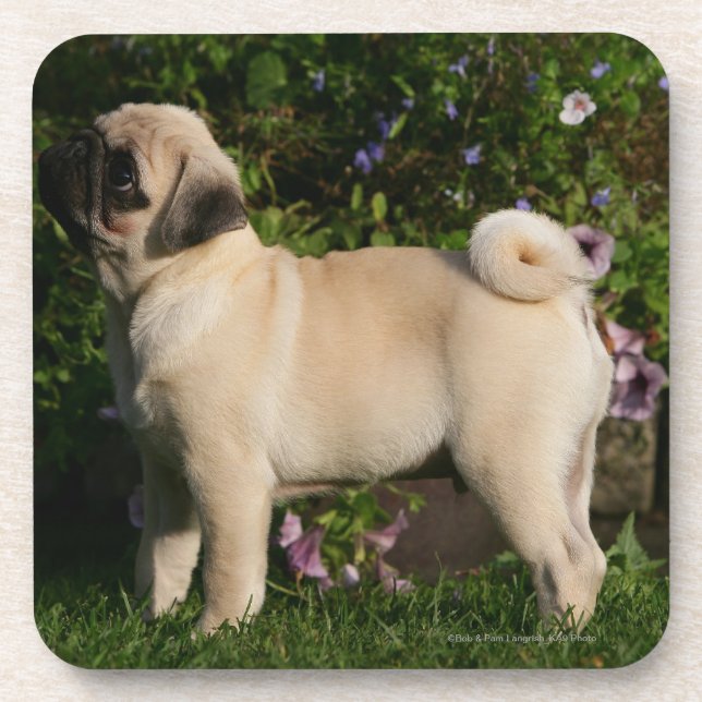 Kitz-Mops-Profil Untersetzer (Vorderseite)