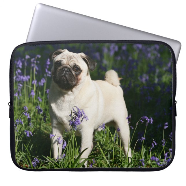 Kitz-Mops stehend in den Bluebells Laptopschutzhülle (Vorderseite)