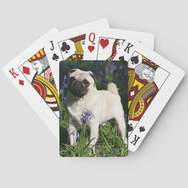 Kitz-Mops stehend in den Bluebells Spielkarten (Rückseite)