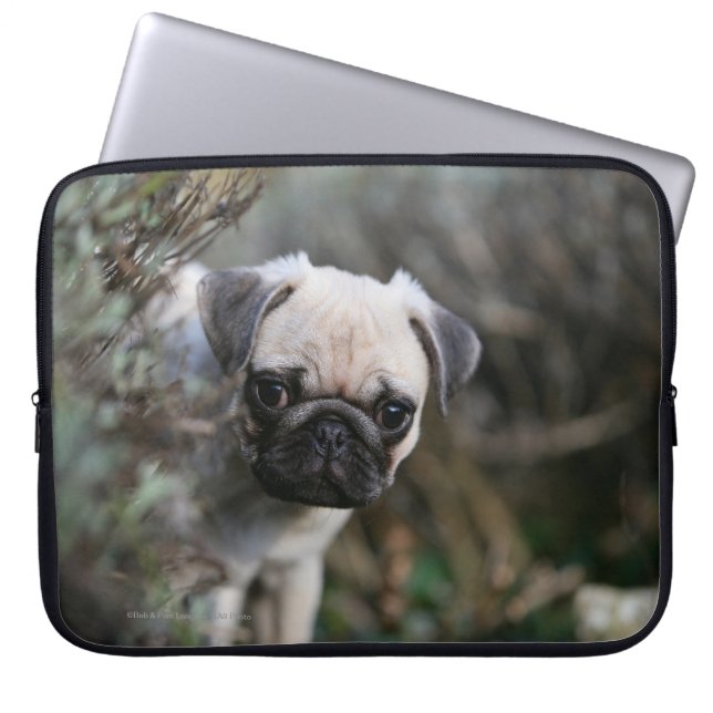 Kitz-Mops-WelpeHeadshot Laptopschutzhülle (Vorderseite)