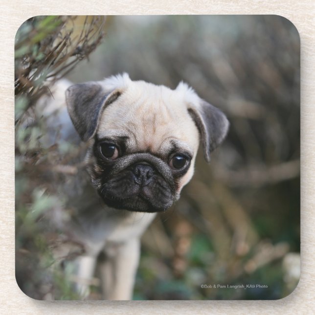 Kitz-Mops-WelpeHeadshot Untersetzer (Vorderseite)