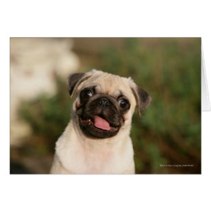 Kitz-Mops-Welpen-Keuchen
