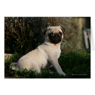 Kitz-Mops-Welpen-Sitzen