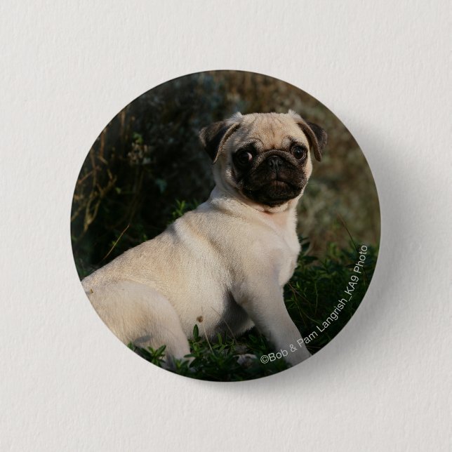 Kitz-Mops-Welpen-Sitzen Button (Vorderseite)