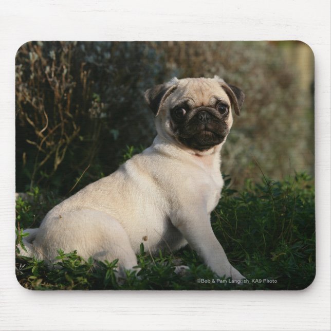 Kitz-Mops-Welpen-Sitzen Mousepad (Vorne)
