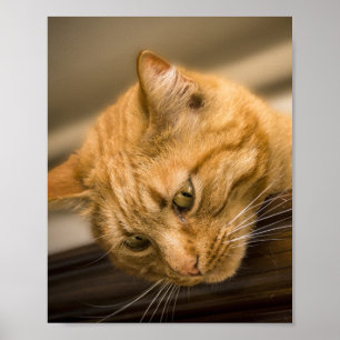 KITZE POSTER