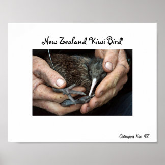 Kiwi Bird in Handplakat Poster